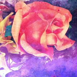Peonia