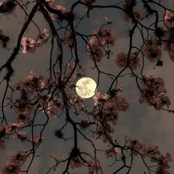 Late Hours (Slowed Version)