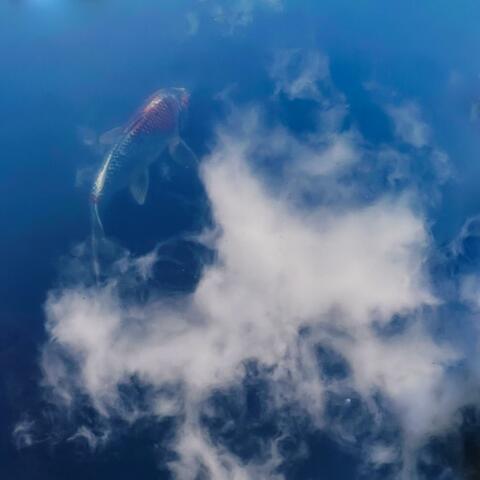 Music for Contact and Other Joys, Vol. 1