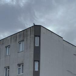 bag of words (slowed + reverbed)