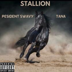 Stallion