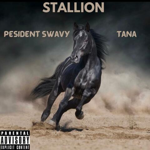 Stallion