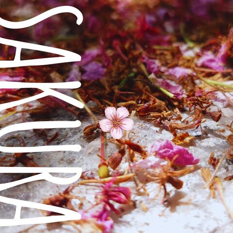 Sakura
