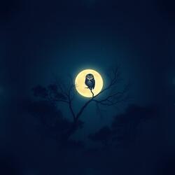 Dark Night