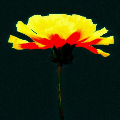 Beautiful Life