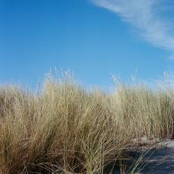 Lowcountry Fadeout