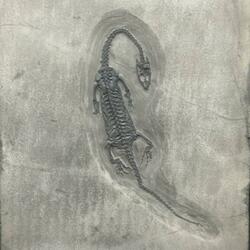 Unfurling Forgotten Wings