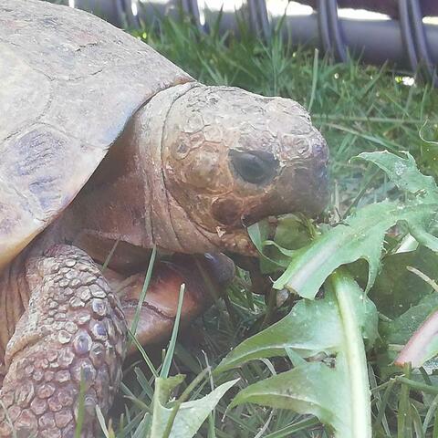 The Dream Of A Tortoise