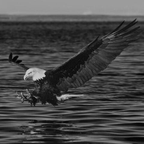 Eagle Wing Span (feat. twigganometry)