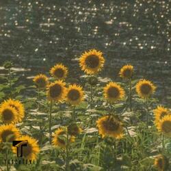 Sun Dwellers
