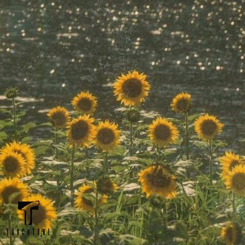 Sun Dwellers