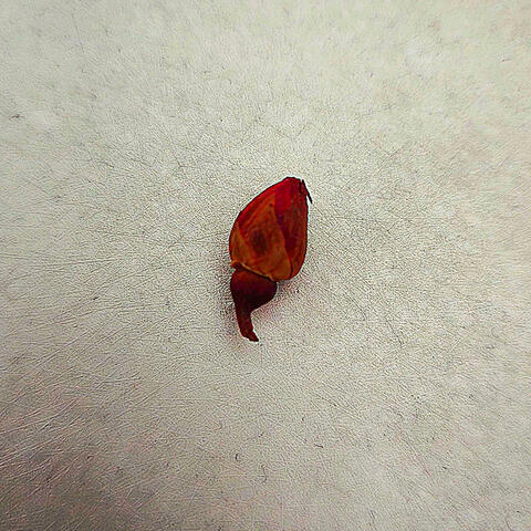 ROSA ROJA