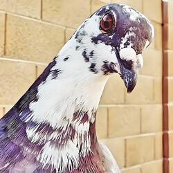 I Walked Up To A Pigeon In My Backyard