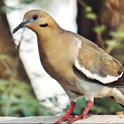 A White-Winged Dove