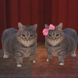 o ii a i o u iii ai cat (Oiiaoiia)