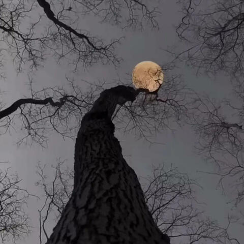 A year around the moon