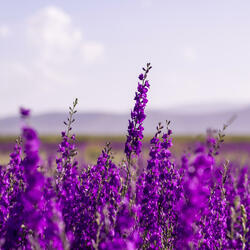 Violet (feat. K. Väisänen)