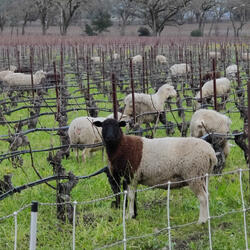 Suite for Piano, Swimming in Upper Bidwell (1: Salmon Hole)