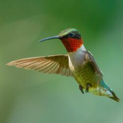 Hummingbird