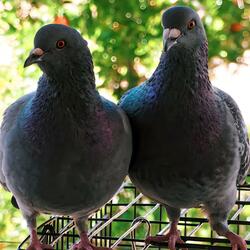 The Two Happy Pigeons In My Yard
