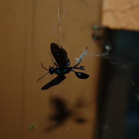 FRELON NOIR DU BOSQUET OMBREUX