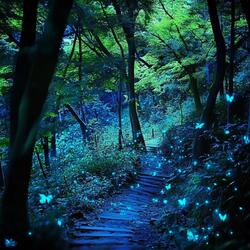 Magic Jungle