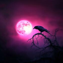 The Raven (까마귀)