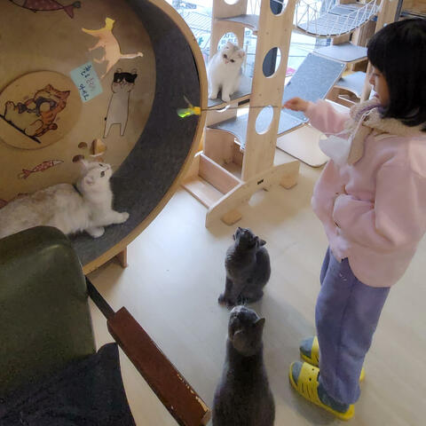 고양이들과 해피해피 냥냥