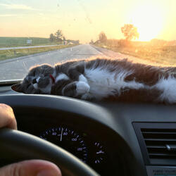 Comfortable With You