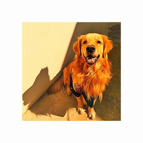 Quisiera de de oro igual que tu