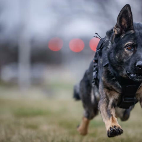 K-9's (feat. savv2disrespectful)