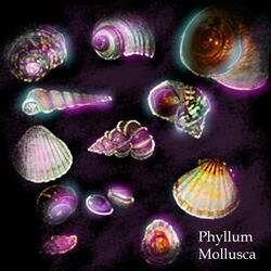 Phyllum Mollusca