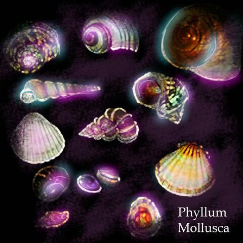 Phyllum Mollusca