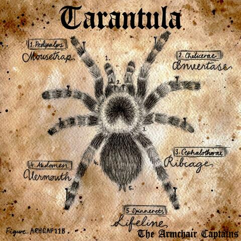 Tarantula