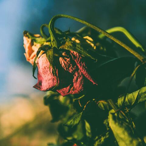 Picking Roses