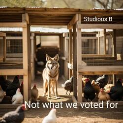 Not what we voted for