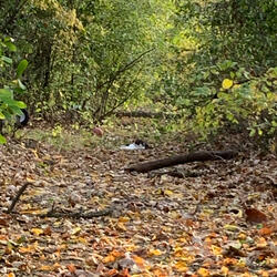 interlude er somethin