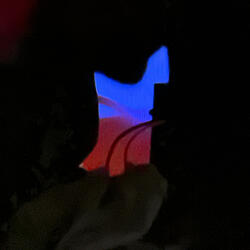 Most beautiful holy Night