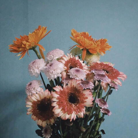 Pink Flowers