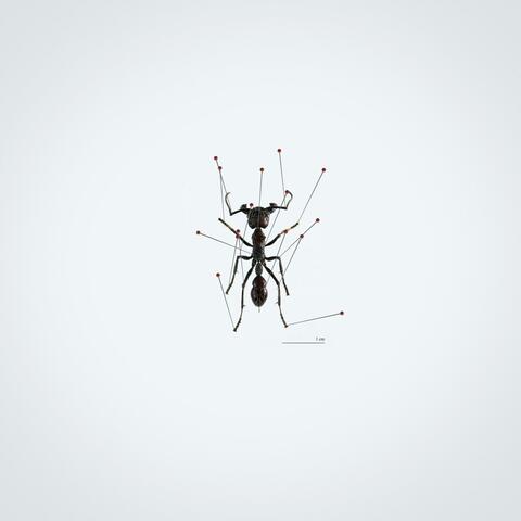 LES FOURMIS DIG