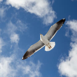 At Last My Wings May Rest