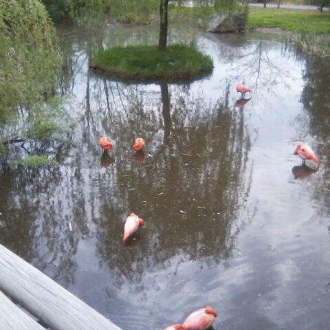 City of flamingo