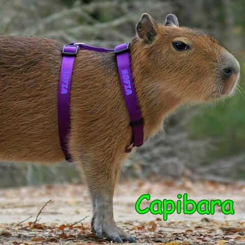 Capibara (feat. sofia)