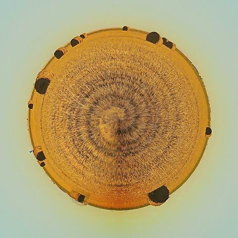 Panhandling (Coming up the Alley)