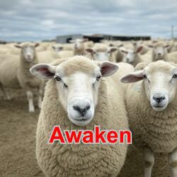 Awaken