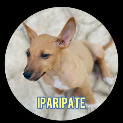 Iparipate