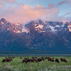 Yellowstone