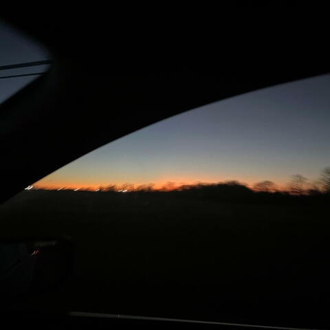 Trees In Michigan