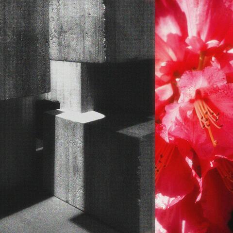 Azalea