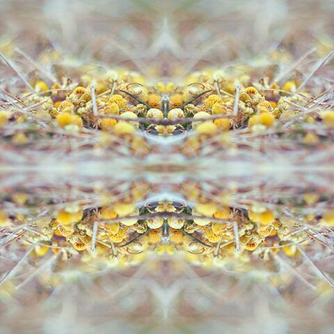 Crunchy Chamomile